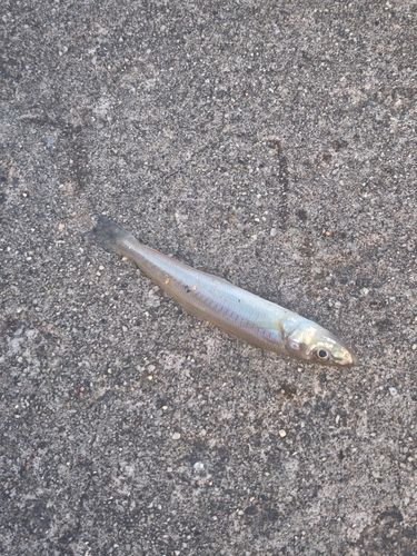 キスの釣果