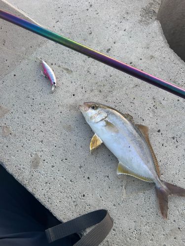 ネリゴの釣果
