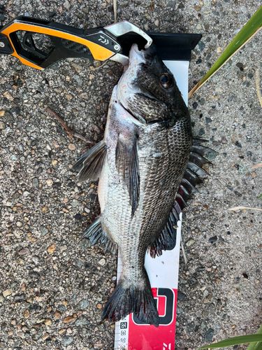 クロダイの釣果