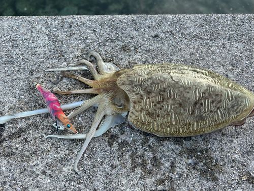 モンゴウイカの釣果