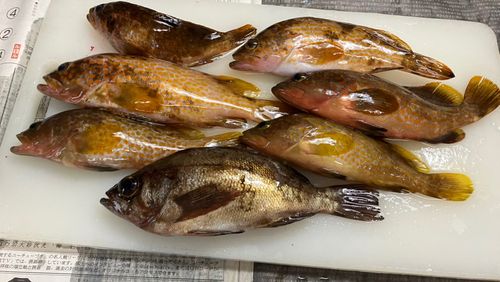 No Bite, No Fish さんの釣り人プロフィール - アングラーズ | 釣果600