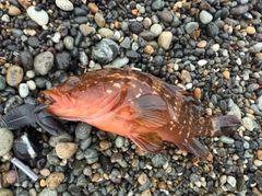 キジハタの釣果