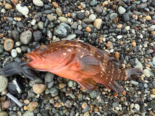 キジハタの釣果