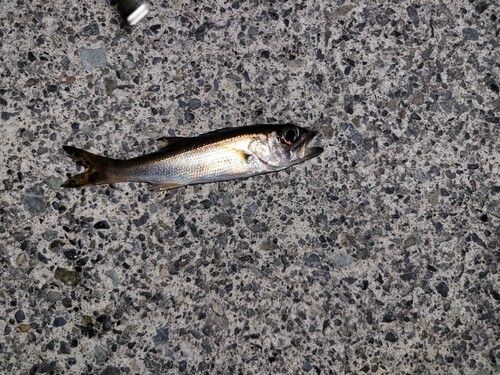 クロムツの釣果