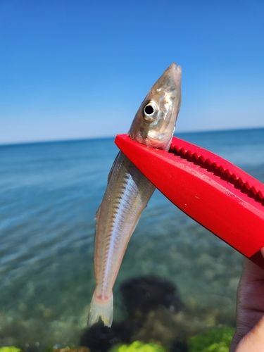 キスの釣果