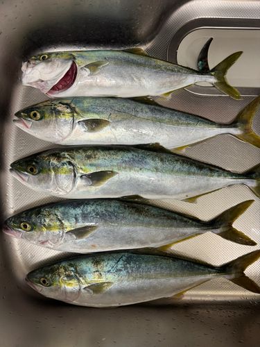 イナダの釣果
