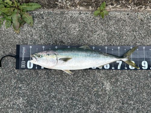 ブリの釣果