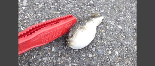 シロギスの釣果