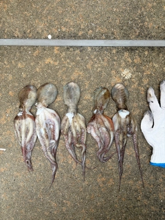 タコの釣果
