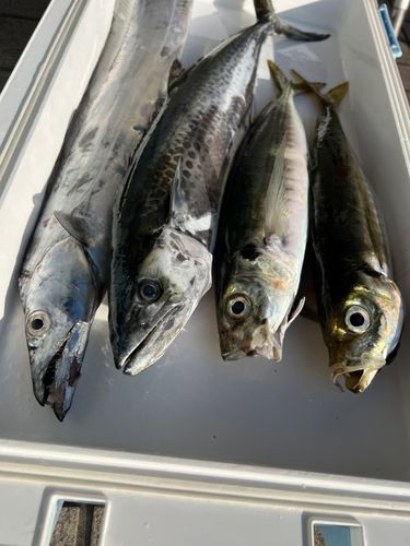 タチウオの釣果