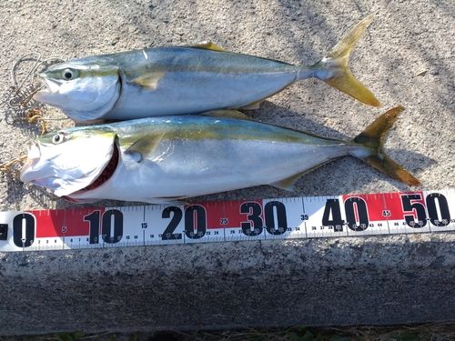 ハマチの釣果