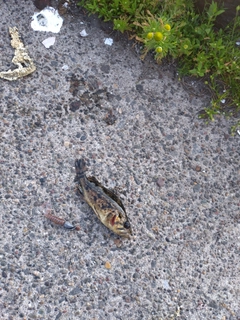 クロソイの釣果