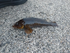 アイナメの釣果