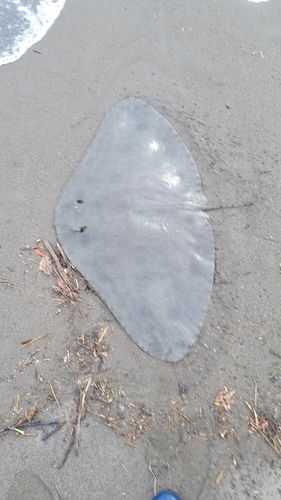 ツバクロエイの釣果