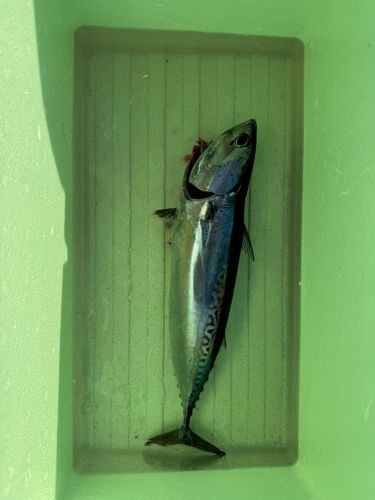 ヒラソウダの釣果
