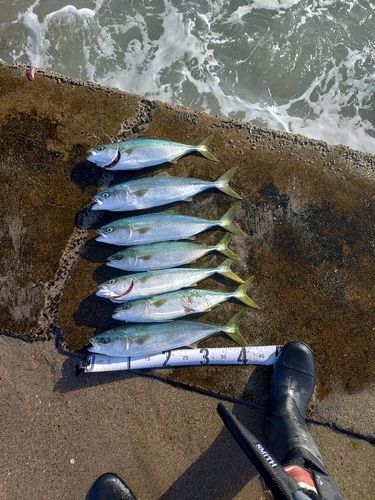 イナダの釣果