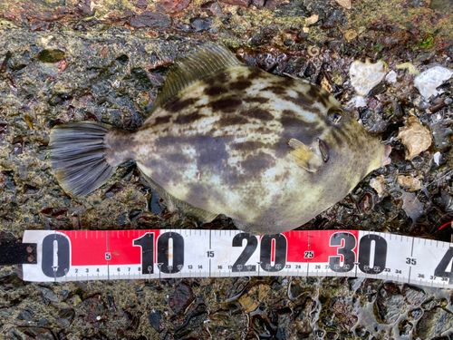 カワハギの釣果