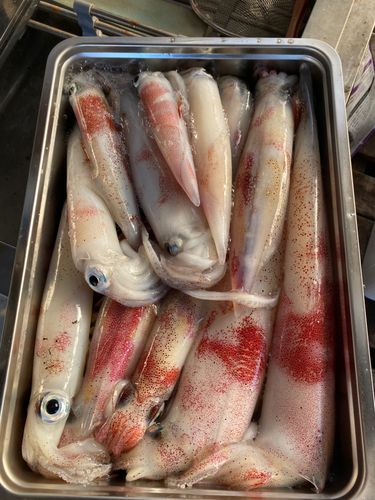 シロイカの釣果