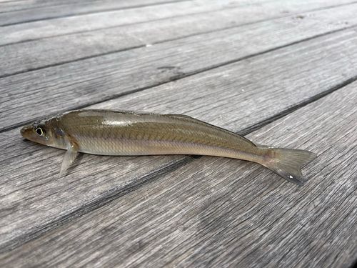 キスの釣果