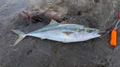 ブリの釣果
