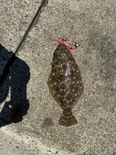 ヒラメの釣果