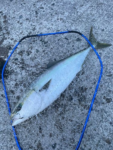 ワラサの釣果