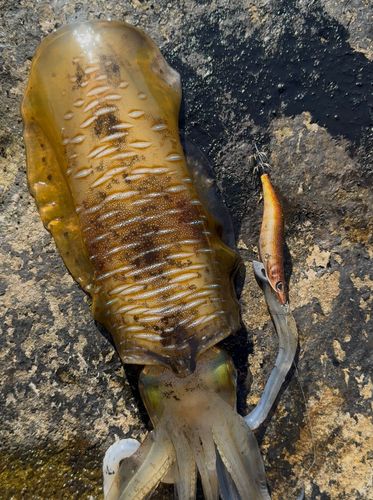 アオリイカの釣果