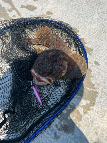 ソゲの釣果