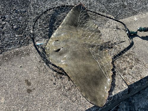 ツバクロエイの釣果