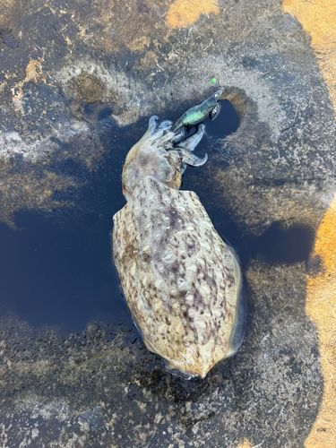 モンゴウイカの釣果