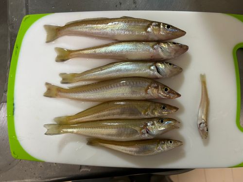 キスの釣果