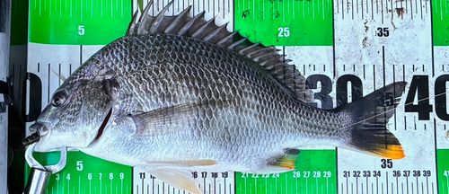 キビレの釣果