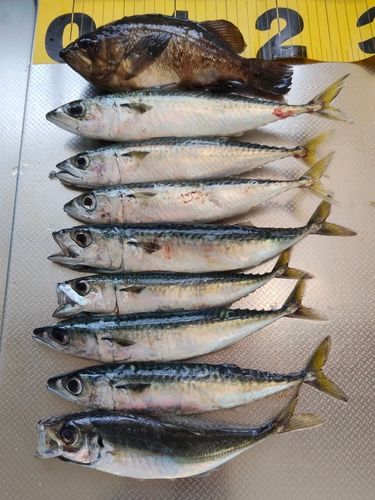 アカメバルの釣果