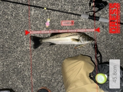 シーバスの釣果