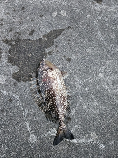 アイゴの釣果