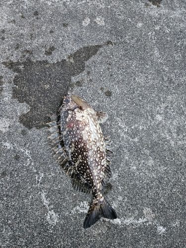 アイゴの釣果