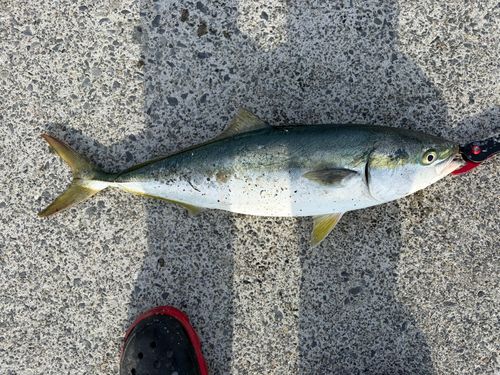 メジロの釣果