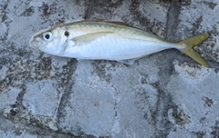 マアジの釣果