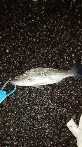 セイゴ（ヒラスズキ）の釣果