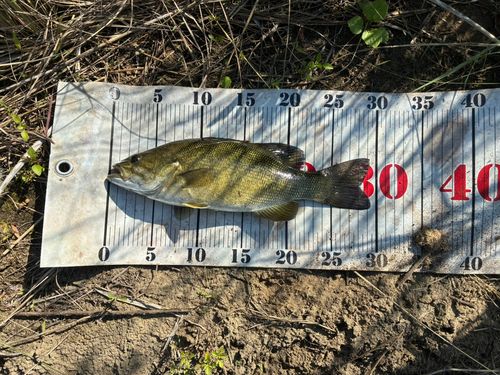 スモールマウスバスの釣果
