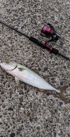 イナダの釣果