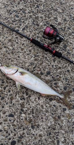 イナダの釣果