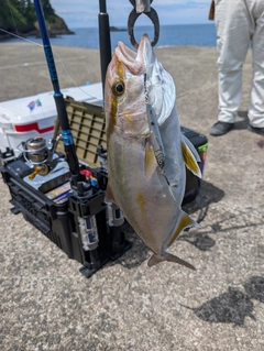 シオの釣果