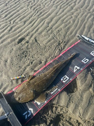 マゴチの釣果