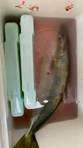 ツバスの釣果