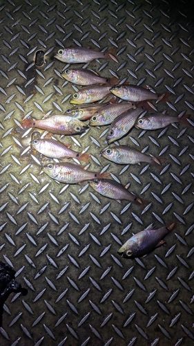 ネンブツダイの釣果