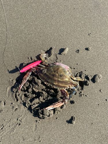 タイワンガザミの釣果
