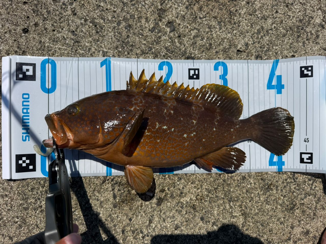SHIMANO 20ルナミス S100MHの最安値・インプレ・釣果 | 本音の口コミが