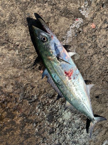サゴシの釣果