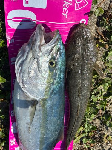 ワラサの釣果